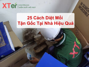 cach diet moi tan goc tai nha