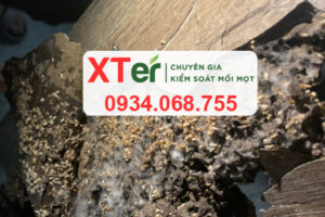 xter diet moi