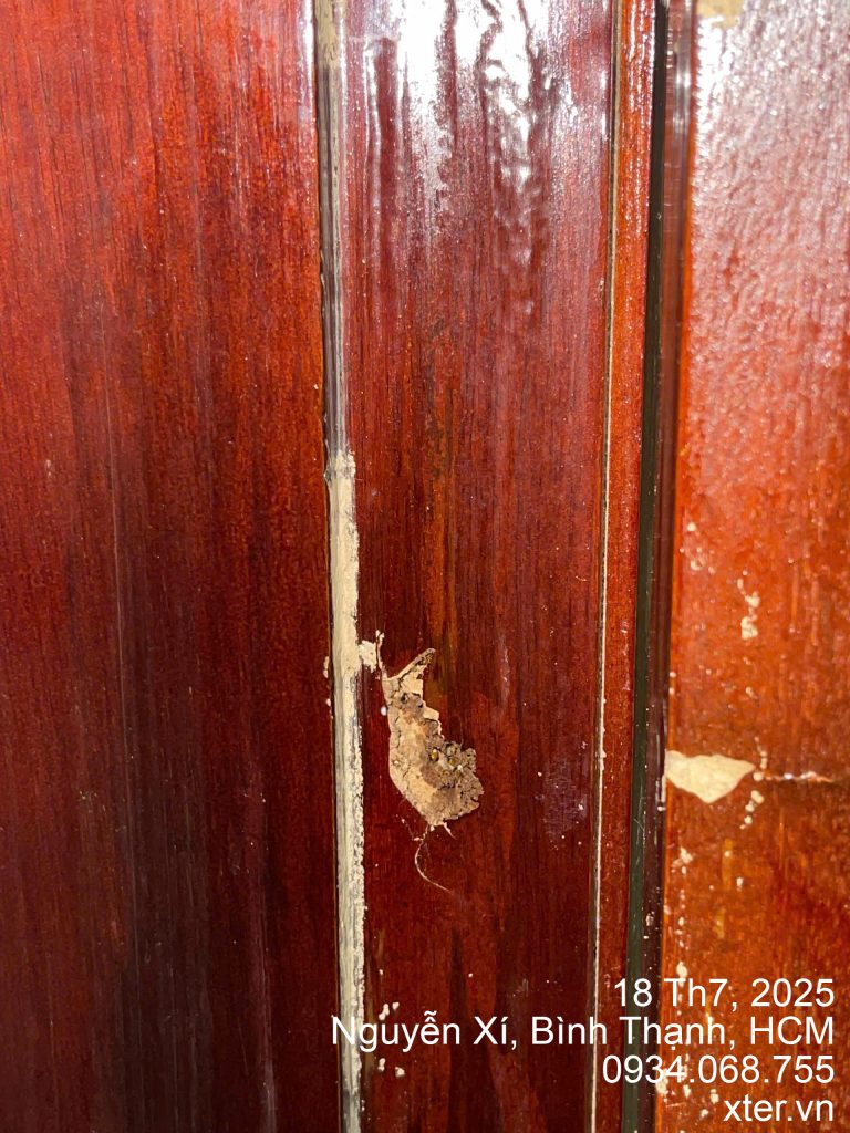 Dịch Vụ Diệt Mối Tận Gốc Tại Bình Thạnh Binh Thanh 5