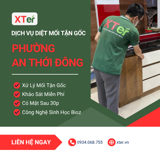 Dịch vụ diệt mối tận gốc tại An Thới Đông
