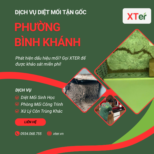 Dịch vụ diệt mối tận gốc tại Bình Khánh
