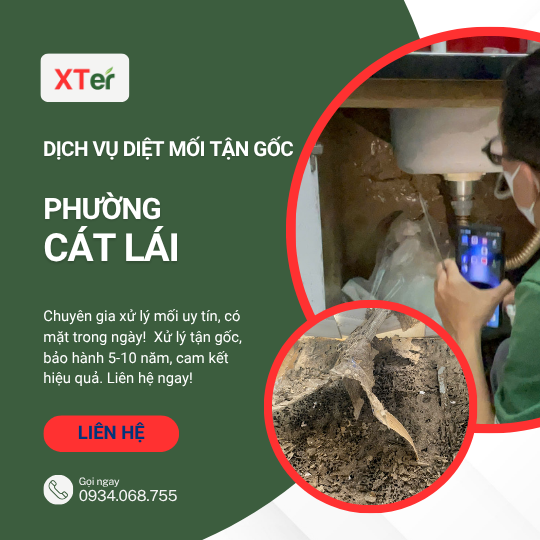 Dịch vụ diệt mối tận gốc tại Cát Lái