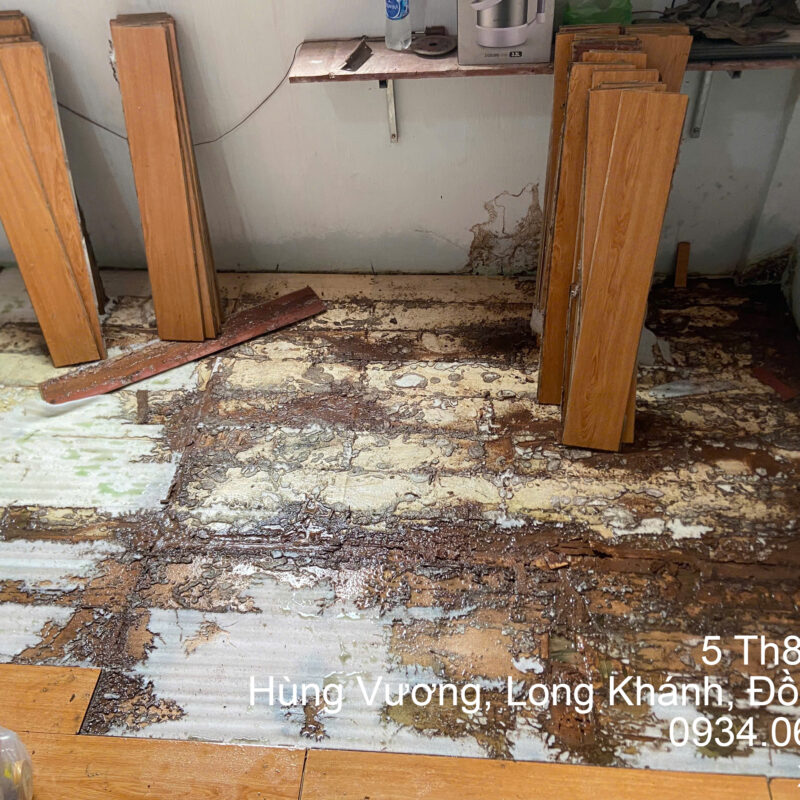 Dịch Vụ Diệt Mối Tận Gốc Tại Đồng Nai diet moi dong nai 2