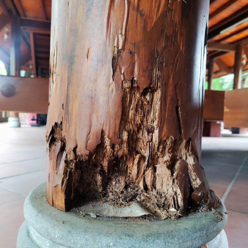 diet moi ninh binh 4