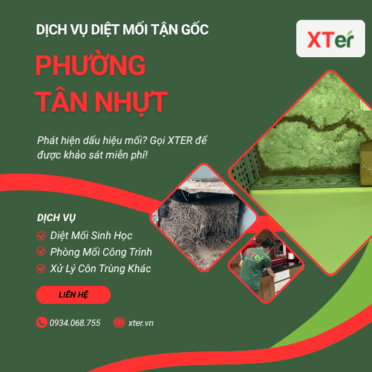 Dịch vụ diệt mối tận gốc tại Tân Nhựt