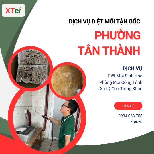 Dịch vụ diệt mối tận gốc tại Tân Thành