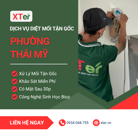 Dịch vụ diệt mối tận gốc tại Thái Mỹ
