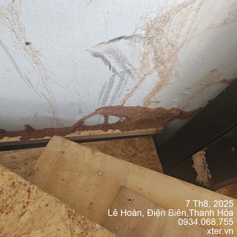 diet moi thanh hoa 4