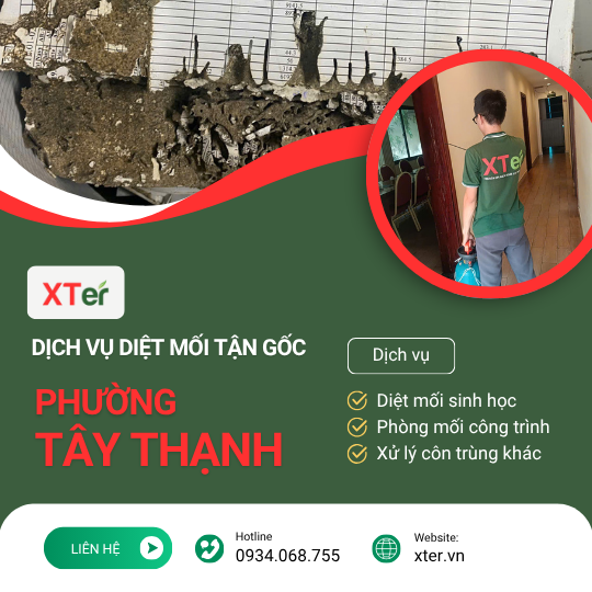 Dịch vụ diệt mối tận gốc tại Tây Thạnh