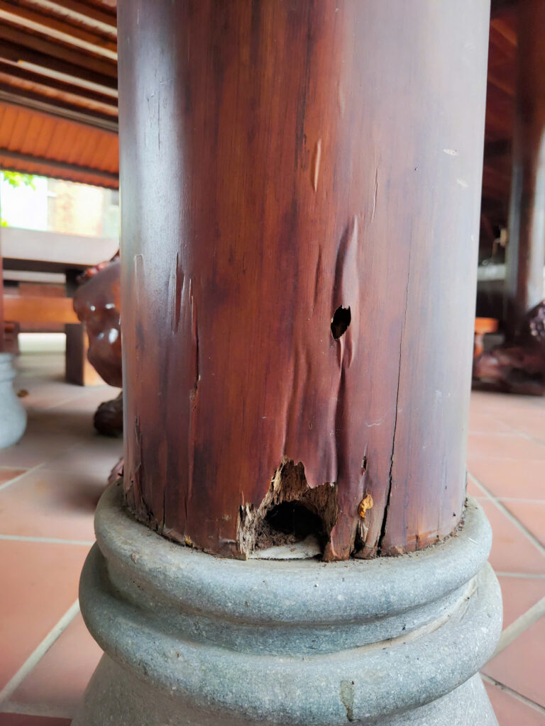 diet moi binh duong anh Minh 1