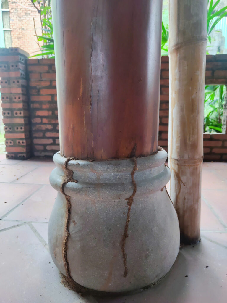 diet moi binh duong anh Minh 2