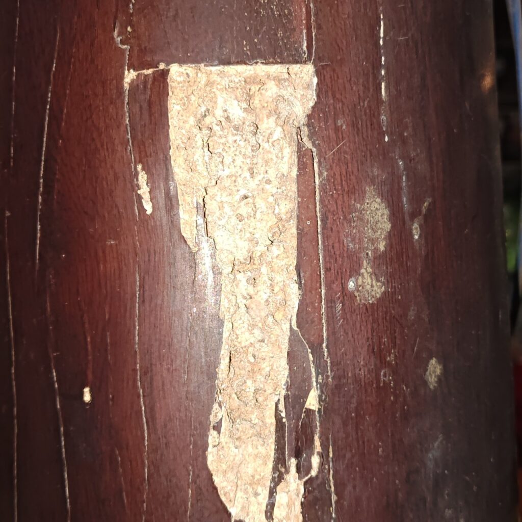 Hệ thống dầm và cột gỗ cho thấy mức độ tàn phá của mối