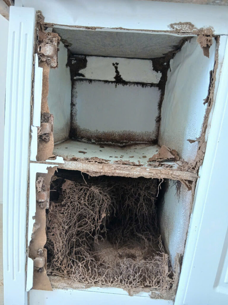 Dịch vụ diệt mối biệt thự tận gốc