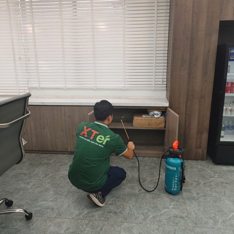Dịch Vụ Diệt Mối Văn Phòng Sinh Học An Toàn