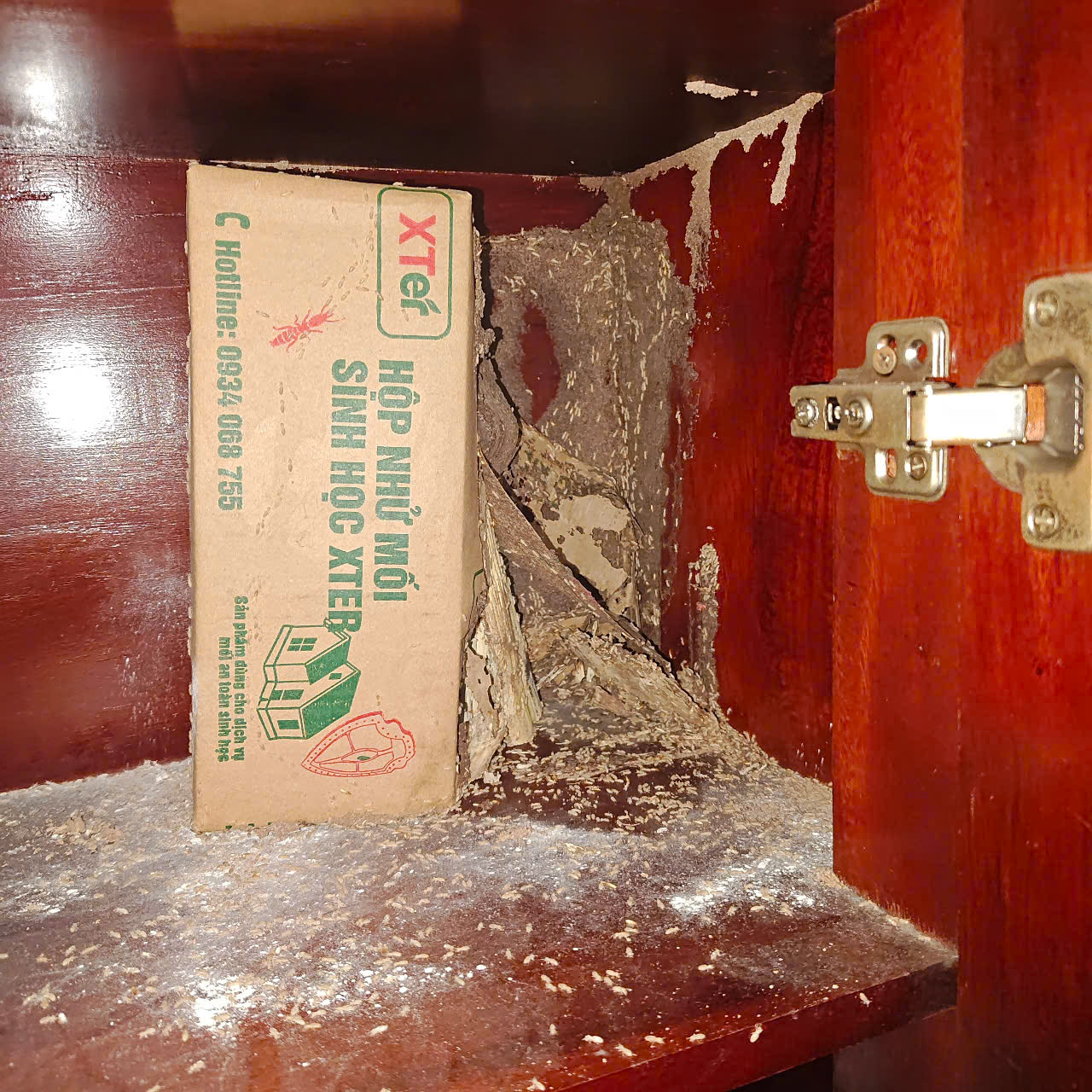 Diệt Mối Sinh Học Tại TPHCM & Bình Dương Diệt mối sinh học là gì