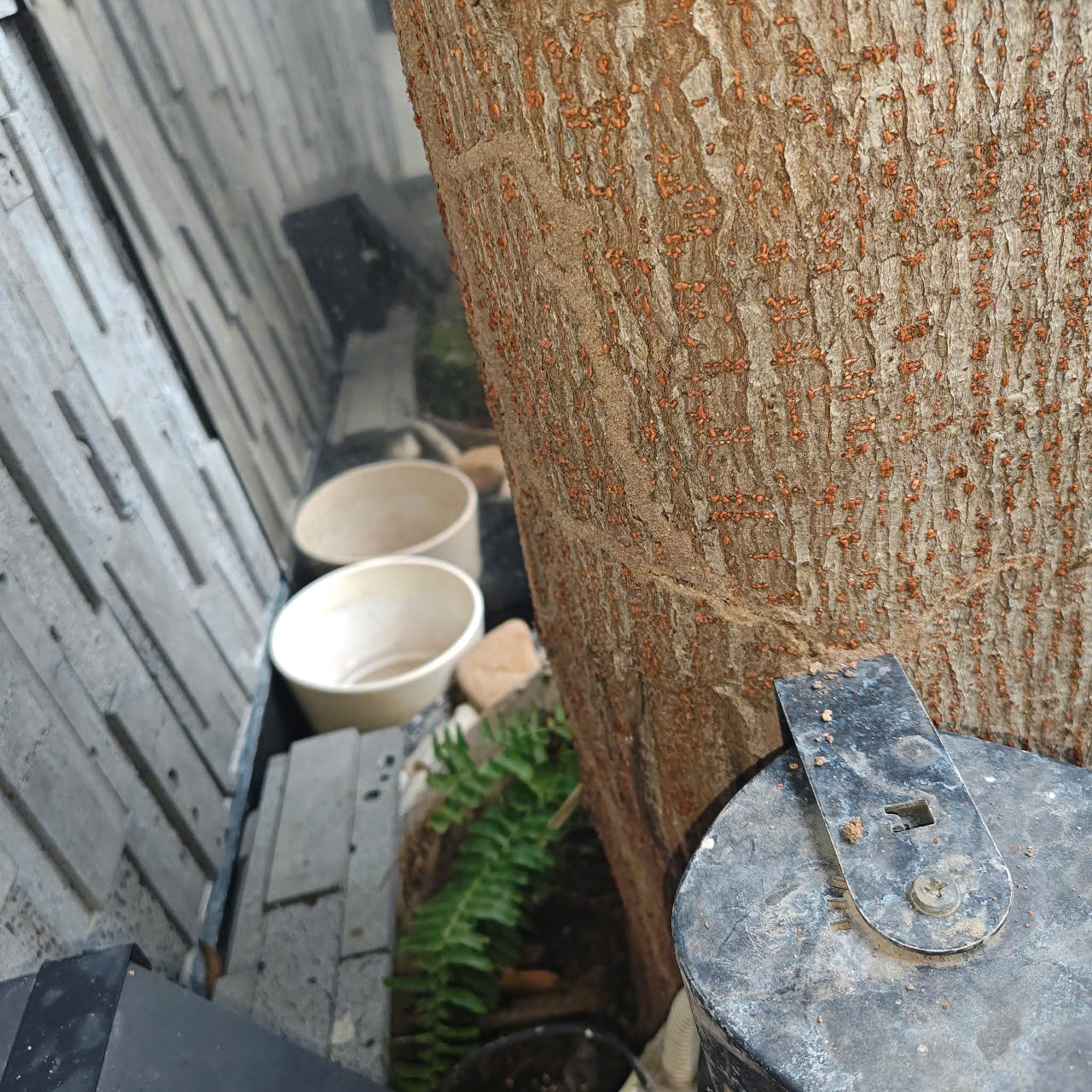 Diệt Mối Sinh Học Tại TPHCM & Bình Dương dấu hiệu nhà bị mối cần diệt mối sinh học