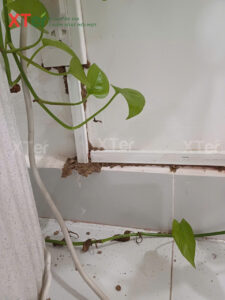 diet moi quan 5 chi thi2