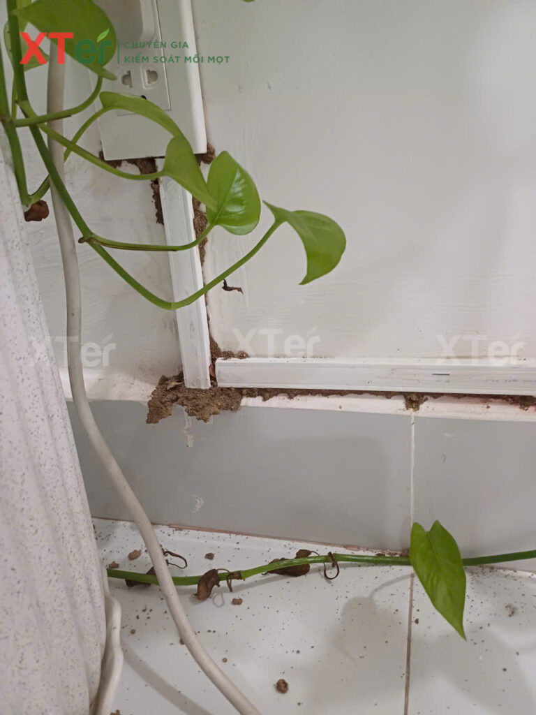 diet moi quan 5 chi thi2