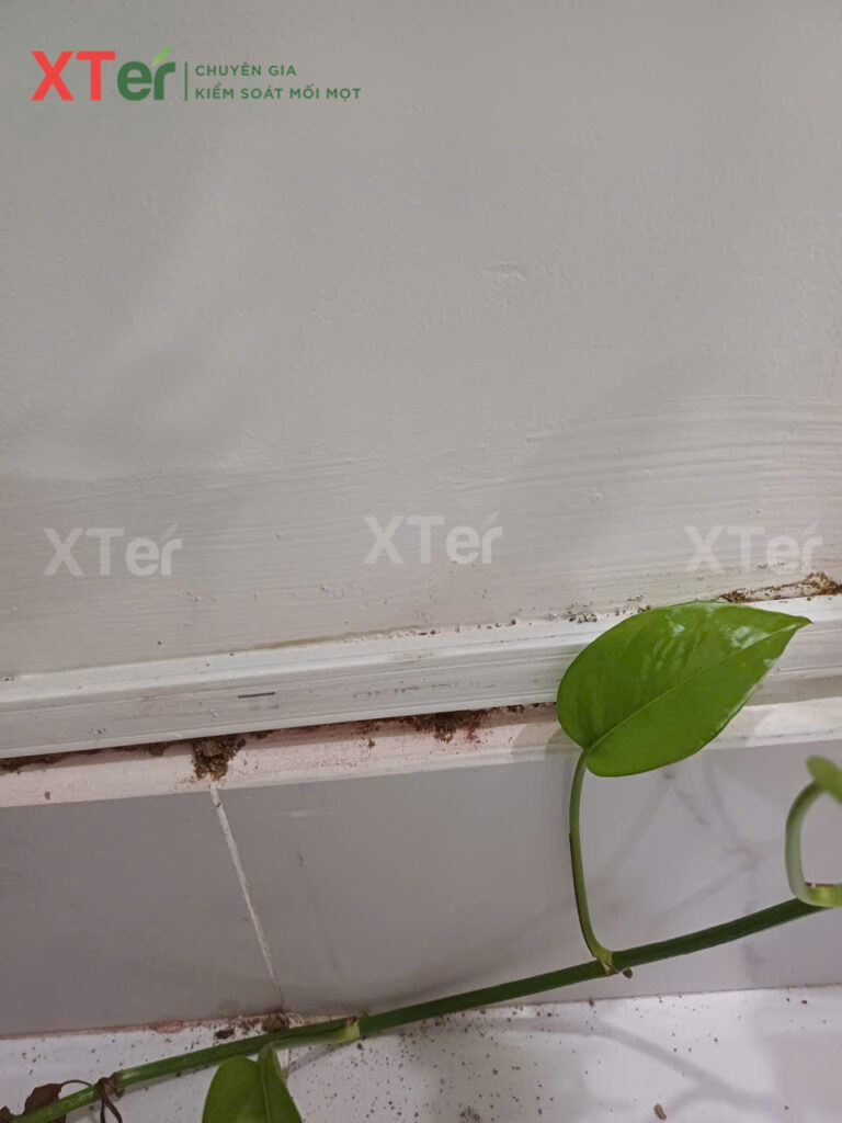 diet moi quan 5 chi thi3