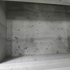 diet moi van phong binh duong2